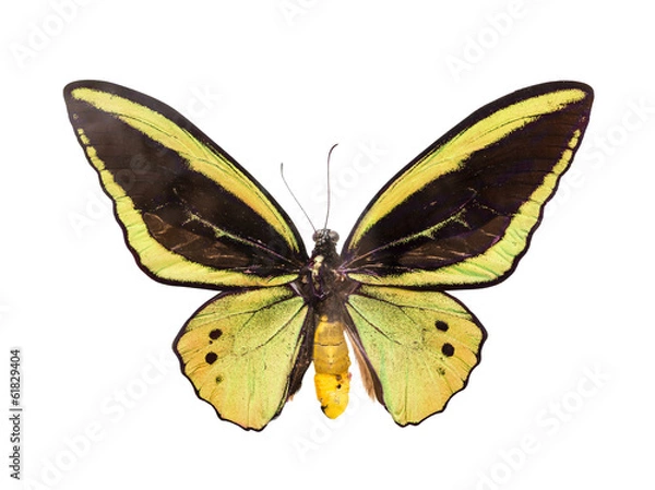 Fototapeta butterfly