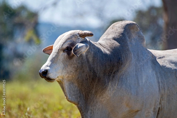 Obraz Manejo, gado de corte Nelore, engorda e genética da agropecuária brasileira / Management, Nelore beef cattle, fattening and genetics of Brazilian livestock