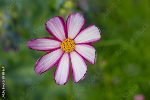 Obraz pink cosmos flower closeup