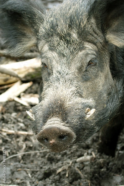 Obraz Wild Boar ( Sus scrofa )