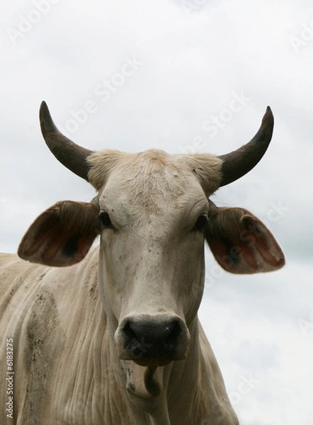 Obraz An angry bull staring down at you