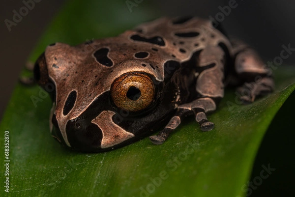 Obraz crowned frog triprion spinosus