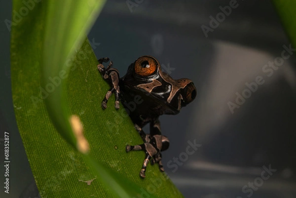 Obraz crowned frog triprion spinosus