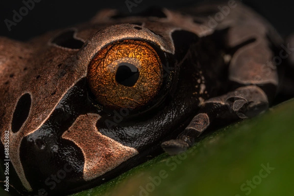 Obraz crowned frog triprion spinosus