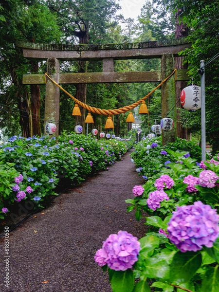 Fototapeta 磯山神社の紫陽花