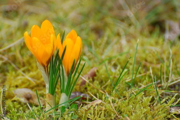 Obraz Frühling - Krokusse auf Frühlingswiese
