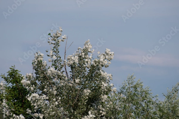 Obraz Arbre en fleur