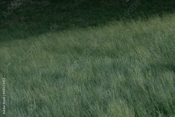 Obraz Champs d'été