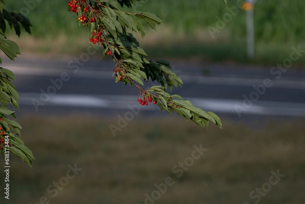 Obraz Cerisier géants