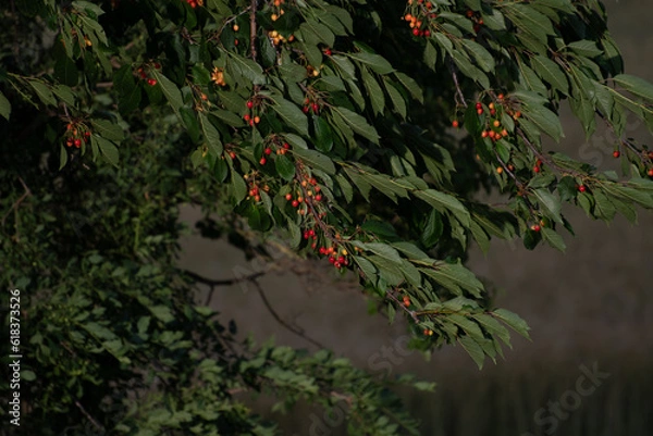 Obraz Cerisier géants