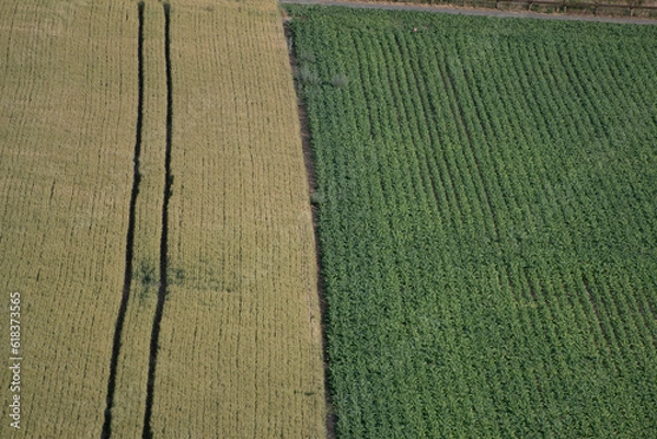 Obraz survol du vol d'oiseau