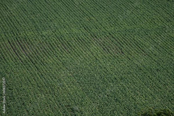 Obraz survol du vol d'oiseau