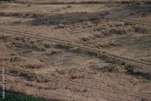 Obraz Castor en balade