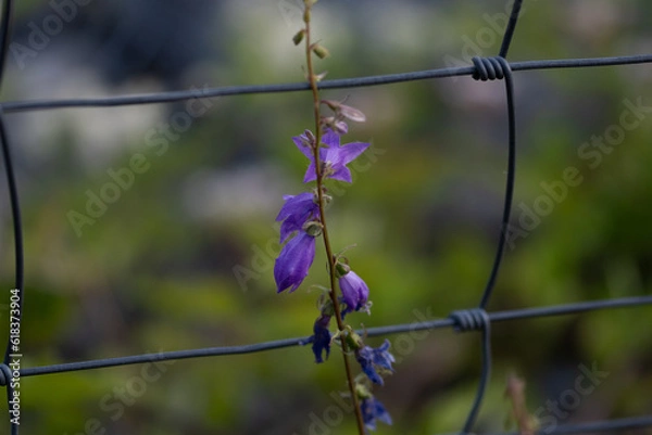 Obraz Fleures sur grillage