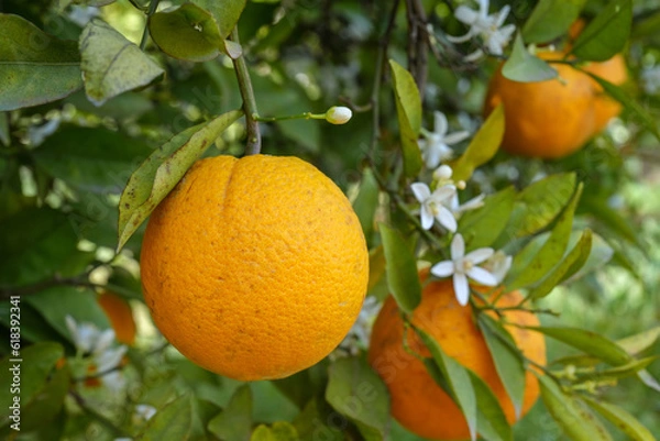 Fototapeta Orange reif an einem Zitronenbaum in Portugal