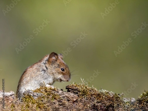Fototapeta Striped field mouse Apodemus agrarius. Striped field mouse Apodemus agrarius sitting on a moss.