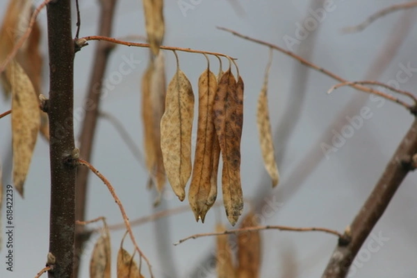 Obraz dry leaves on a branch