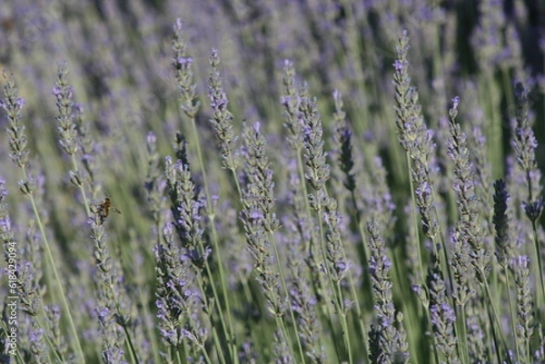 Obraz lavender field