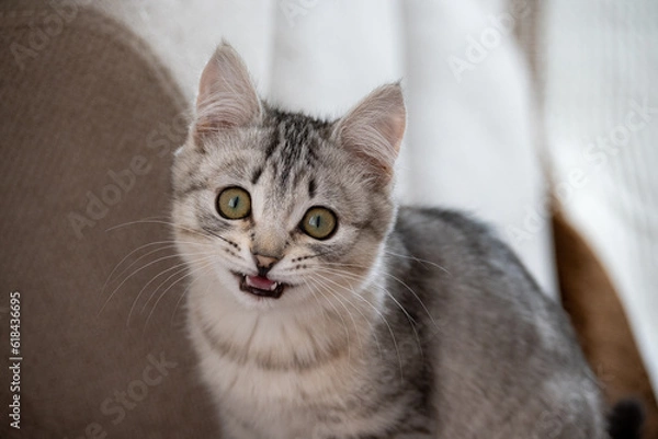 Fototapeta funny gray kitten cat looking shocked with mouth open and beautiful green eyes portrait 