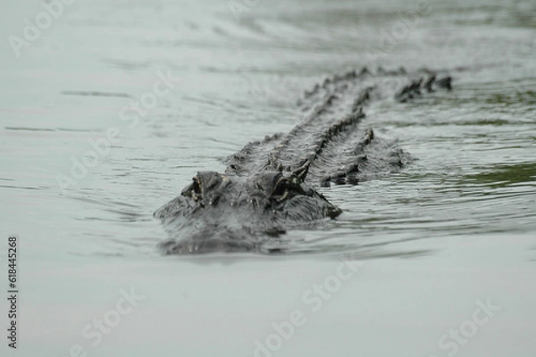 Obraz alligator in the water