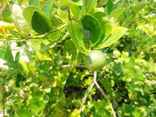 Fototapeta Green limes hanging on tree under the sunlight. Lime is a hybrid citrus fruit source of vitamin C
