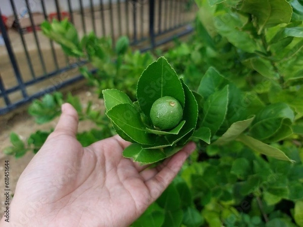 Fototapeta Hand holding green limes hanging on tree under the sunlight. Lime is a hybrid citrus fruit source of vitamin C
