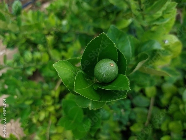 Fototapeta Green limes hanging on tree under the sunlight. Lime is a hybrid citrus fruit source of vitamin C