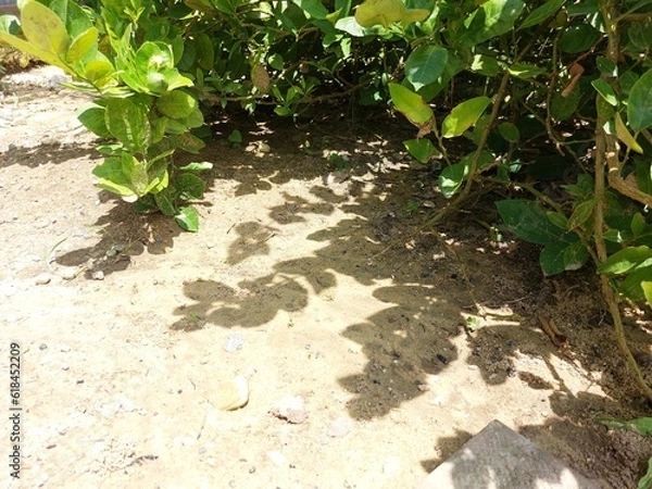 Fototapeta Green limes tree leaves under sunlight Lime tree is shrub and woodbine plant source of vitamin C