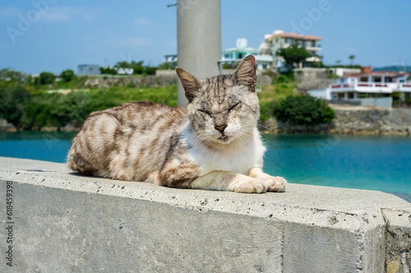 Fototapeta 奥武島の島猫達