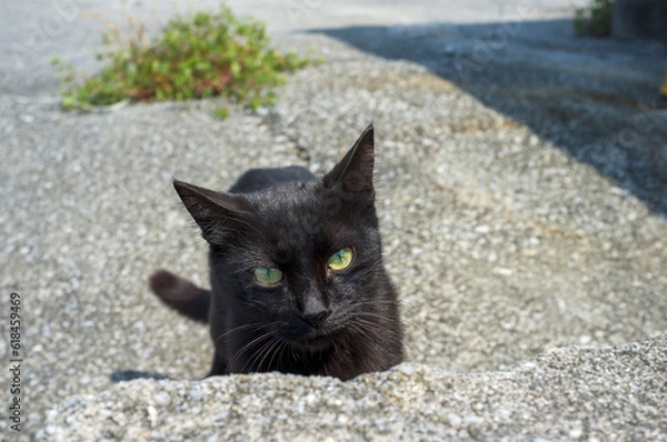 Fototapeta 奥武島の島猫達