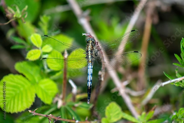 Obraz blue dragonfly on a green leaf