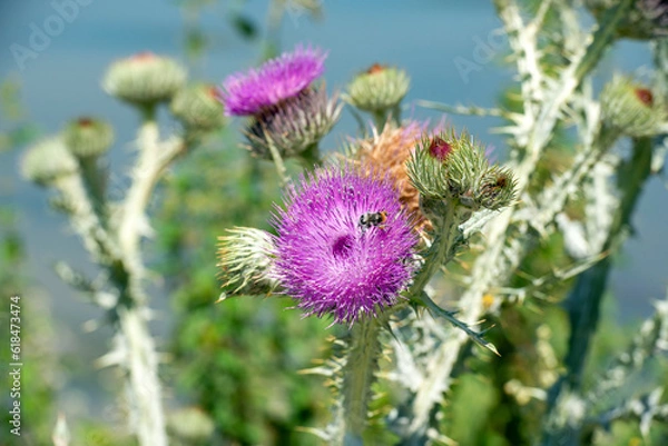 Obraz thistle and bee
