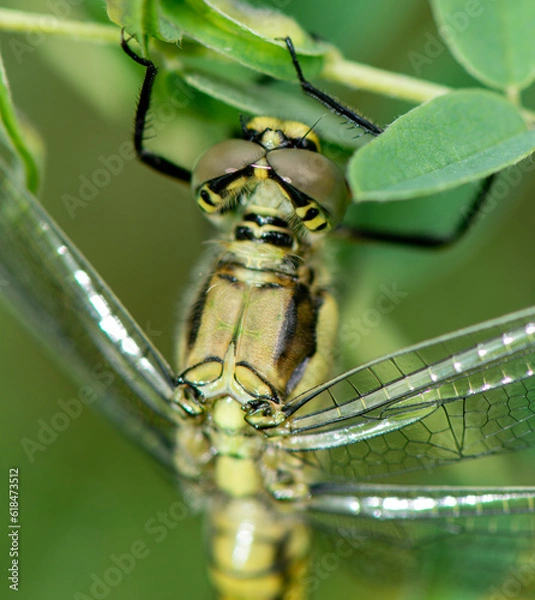 Obraz helikopter böçeği