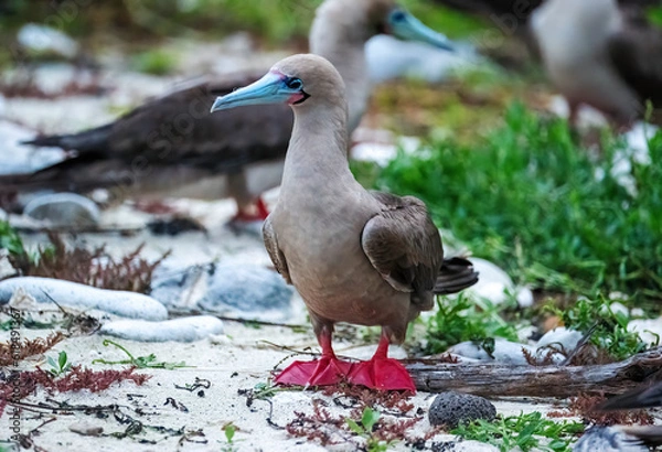 Fototapeta Red Footed Booby