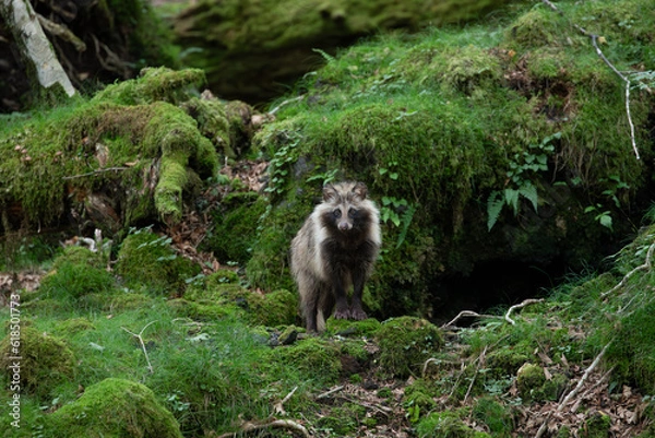 Obraz 富士山麓に生息するタヌキ