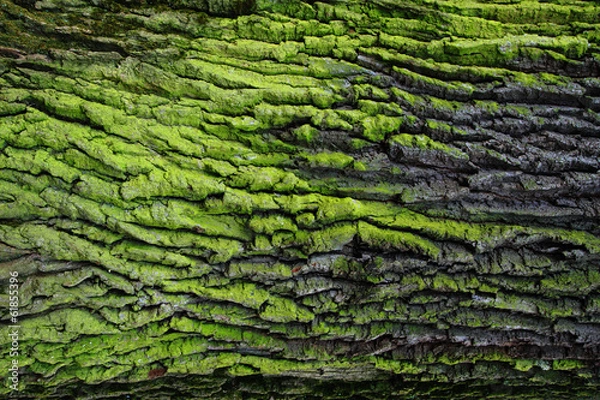 Obraz zielona kora tekstura