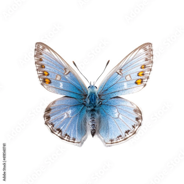 Fototapeta Front view of Common blue butterfly isolated on white transparent background