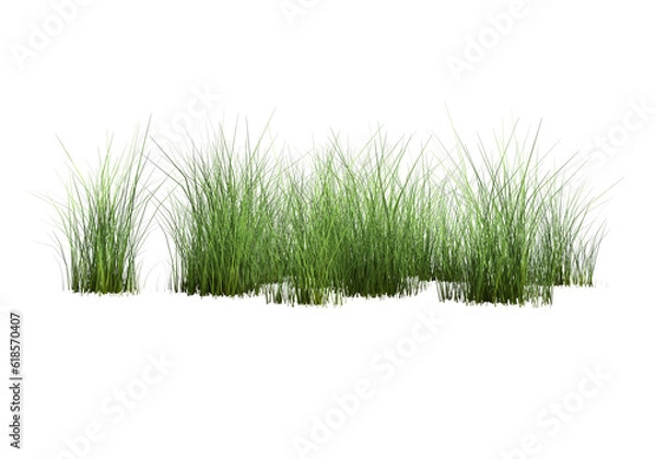 Fototapeta green grass isolated on transparent background. 3d rendering.