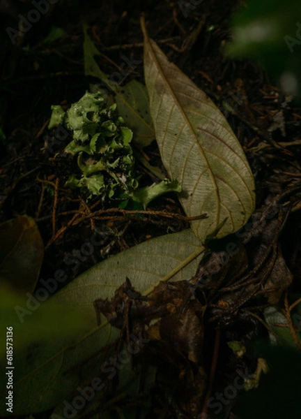 Obraz leaves in the forest