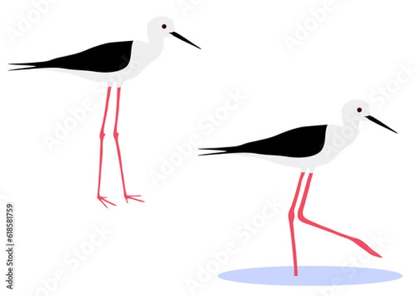 Fototapeta Set of Black-winged stilt bird. Himantopus himantopus isolated on white background. Wader in the avocet and stilt family, Recurvirostridae. Vector illustration.