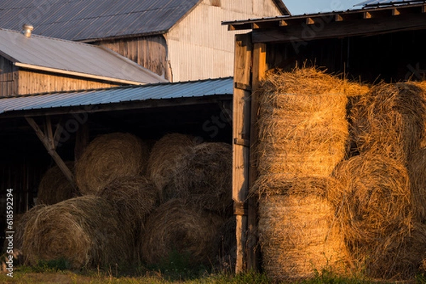 Obraz Piles of round straw bales in a barn at sunrise