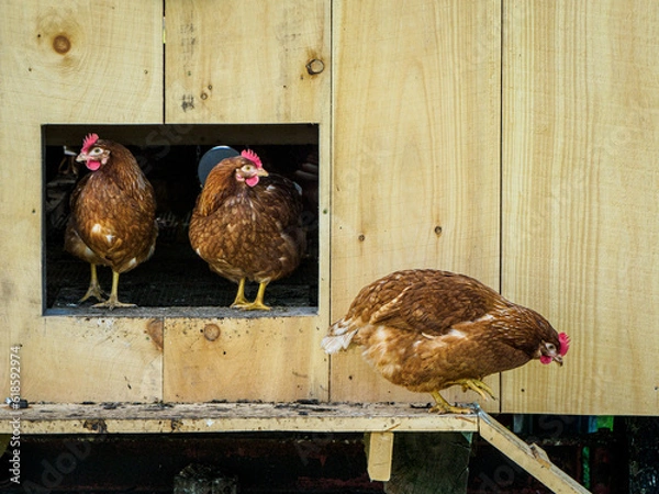 Obraz chickens leaving a chicken coop
