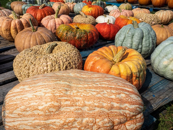 Obraz pile of pumpkins in an outdoor market