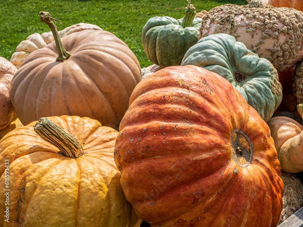 Obraz giant colorful pumpkins