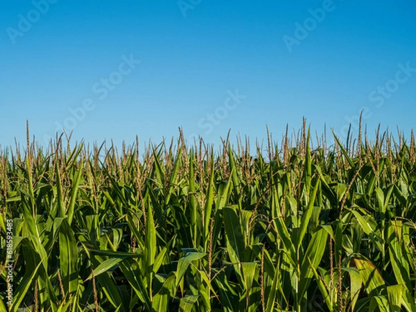 Obraz cornfield with bright blue sky