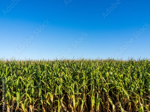 Obraz cornfield with bright blue sky