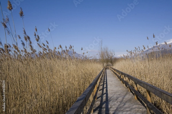 Obraz Canne sul Lago