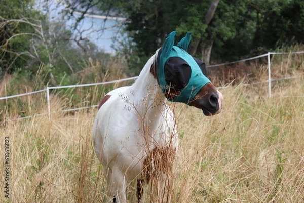 Obraz Pferd mit Fliegenmaske. 