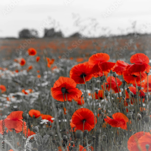Fototapeta Red poppies on desaturated grey background