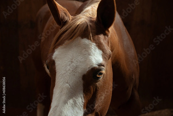 Obraz Chestnut Mare
